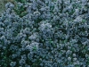 Ceanothus Impressus Puget Blue